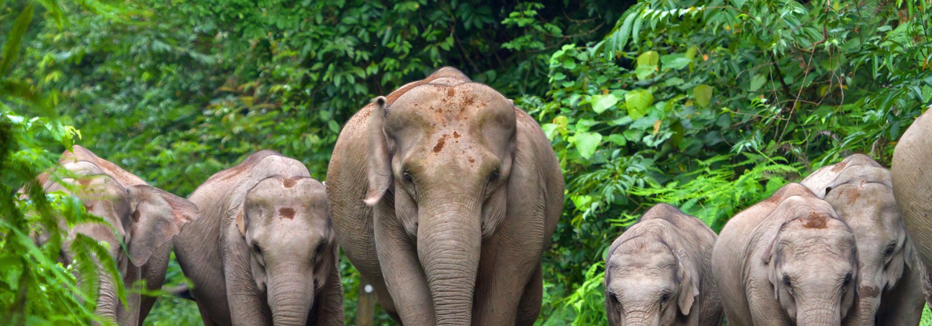 thailand - khao yai national park_elefanter_02