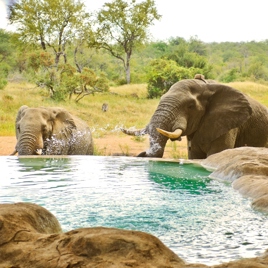 sydafrika - motswari private game reserve_elefanter