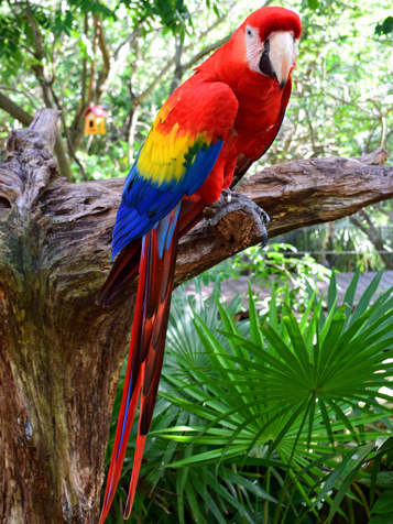 costa rica - papegoeje scarlet macaw_03