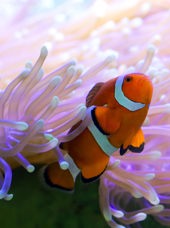 australien - great barrier reef_Klovnefisk_02