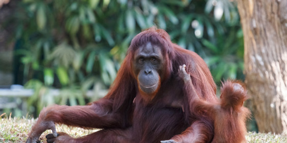 singapore - singapore zoo_orangutang_01