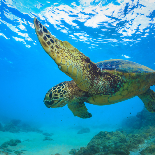 australien - great barrier reef_skildpadde_03