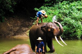 thailand - chiang mai_elefant_04
