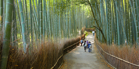 japan - kyoto_arashiyama_bambus skov_02