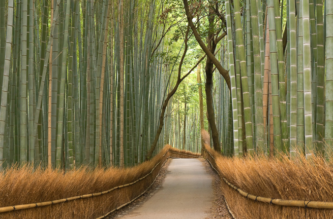 japan - kyoto_arashiyama_bambus skov_03