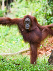 sepilok_orangutan centre_10