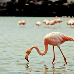galapagos_flamingo_01