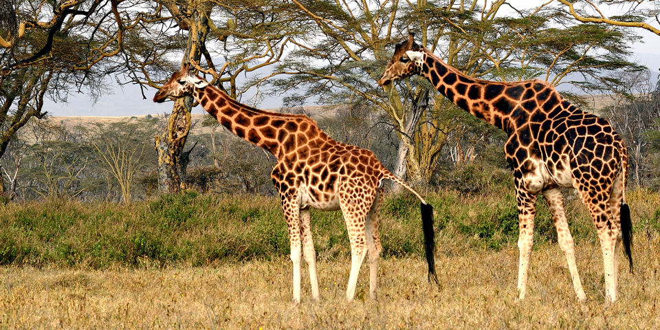 kenya_rotschild_giraf_02