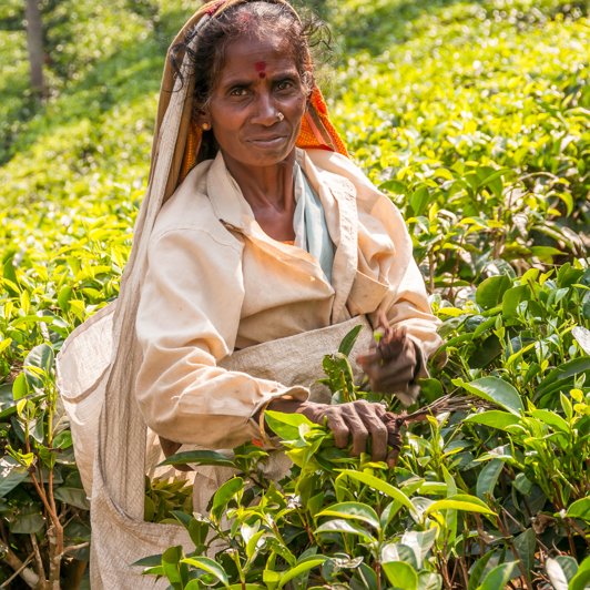 Te- og krydderiplantager pryder landskabet i det sydlige Indien