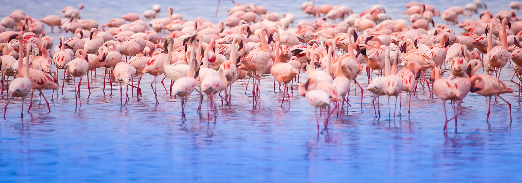 kenya_nakuru_flamingo_01