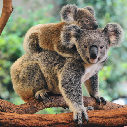 australien - koala_05