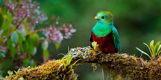 costa rica - Los quetzales national park_quetzalfuglen_01