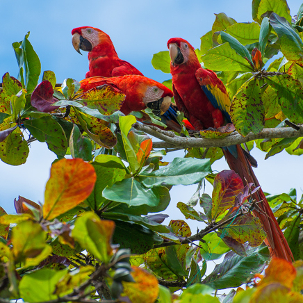 costa rica - papegøje scarlet macaw_02