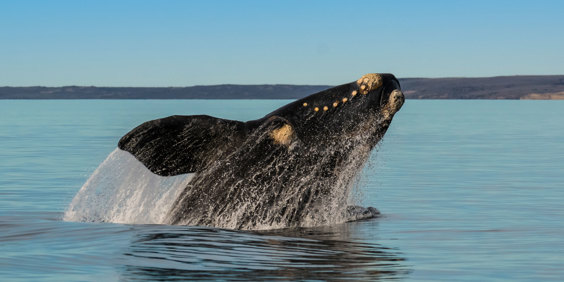 Madryn Southern Right Whales GT1179852547