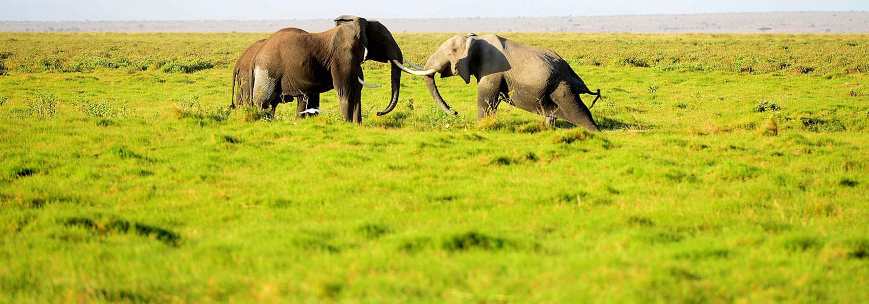 Ngorongoro Elefanter