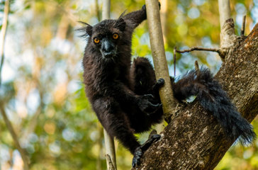 Black Lemur 01