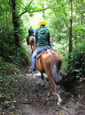 costa rica - Monteverde_Horse_03