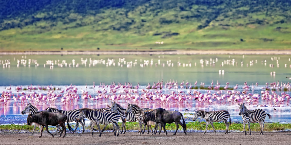 Zebra Gnu Og Flamingo I Ngorongoro