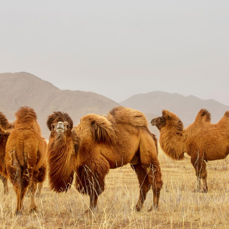 Mongoliet Baktriske Kameler Hero