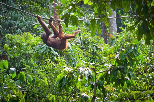 malaysia - orangutang_03