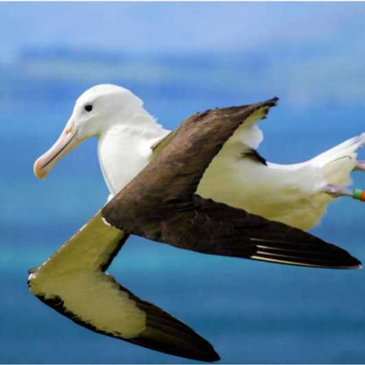 Uden for Dunedin spejder vi efter kongealbatrossen ved Royal Albatross Centre