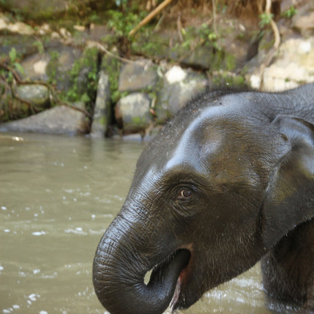 thailand - chiang mai_bush camp elephant_bathing