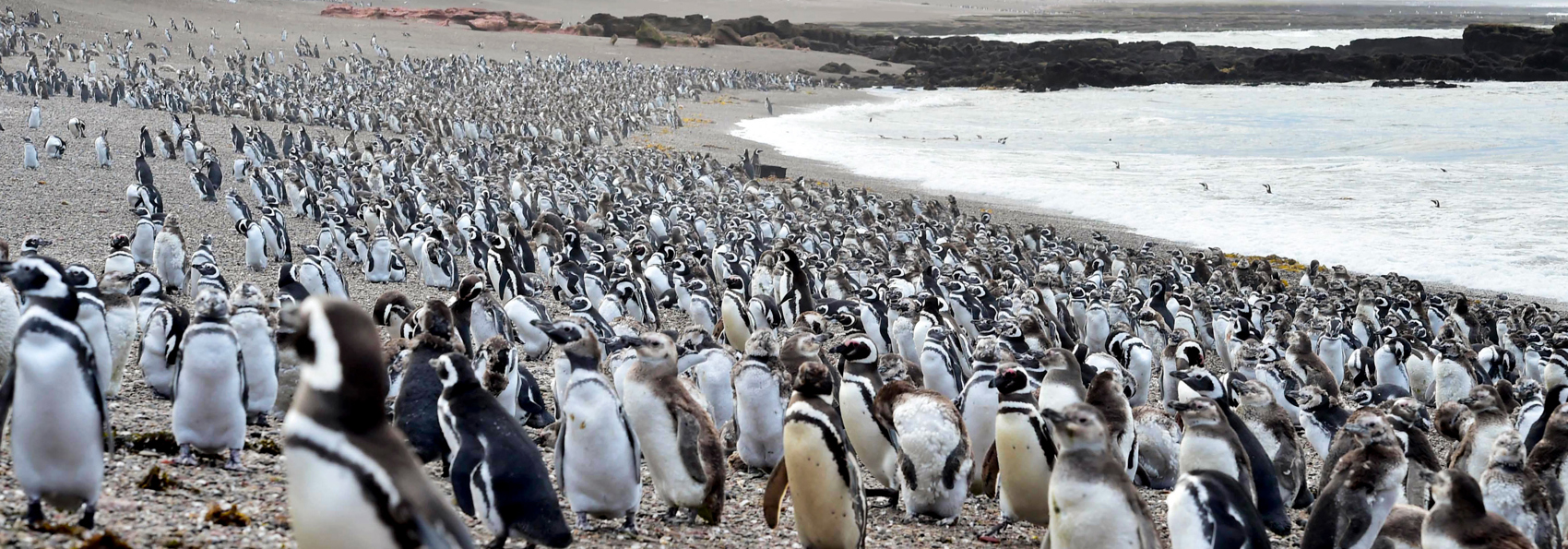 Puerto Madryn Punta Tombo Pingvin Koloni