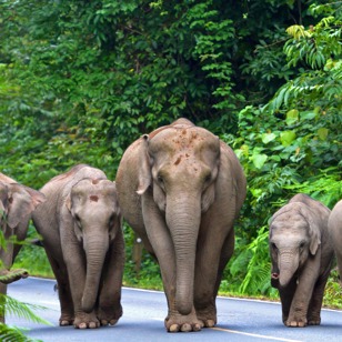 thailand - khao yai national park_elefanter_02