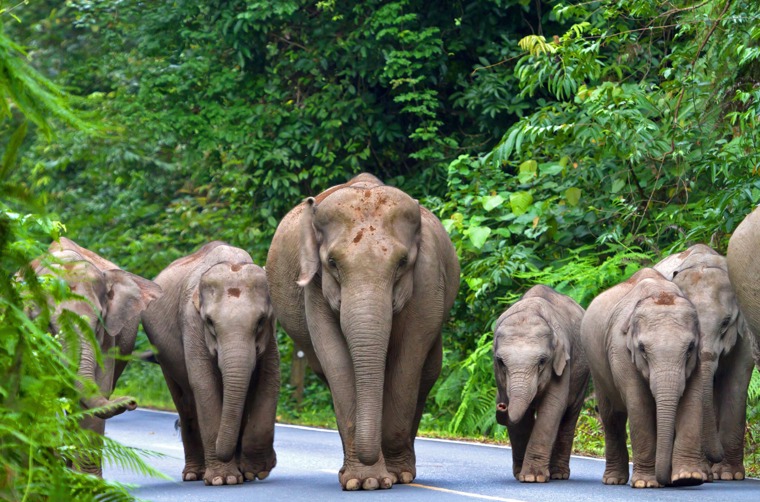 thailand - khao yai national park_elefanter_02
