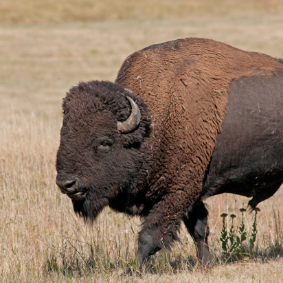 usa - custer state park_bison_02
