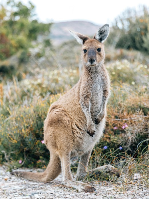 Kænguru (2)