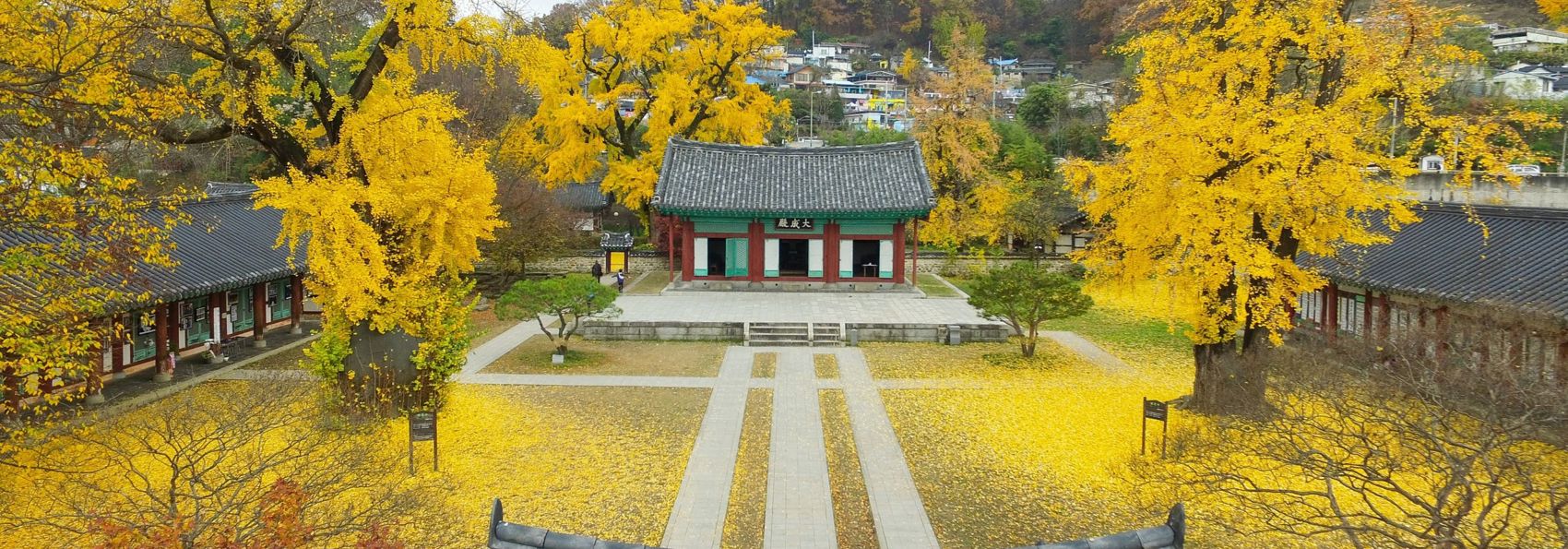 Sydkorea Jeonju Efterårslandskab Gule Ginkgotræer Ved Hyanggyo