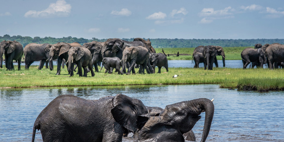 Chobe Boat Cruise01
