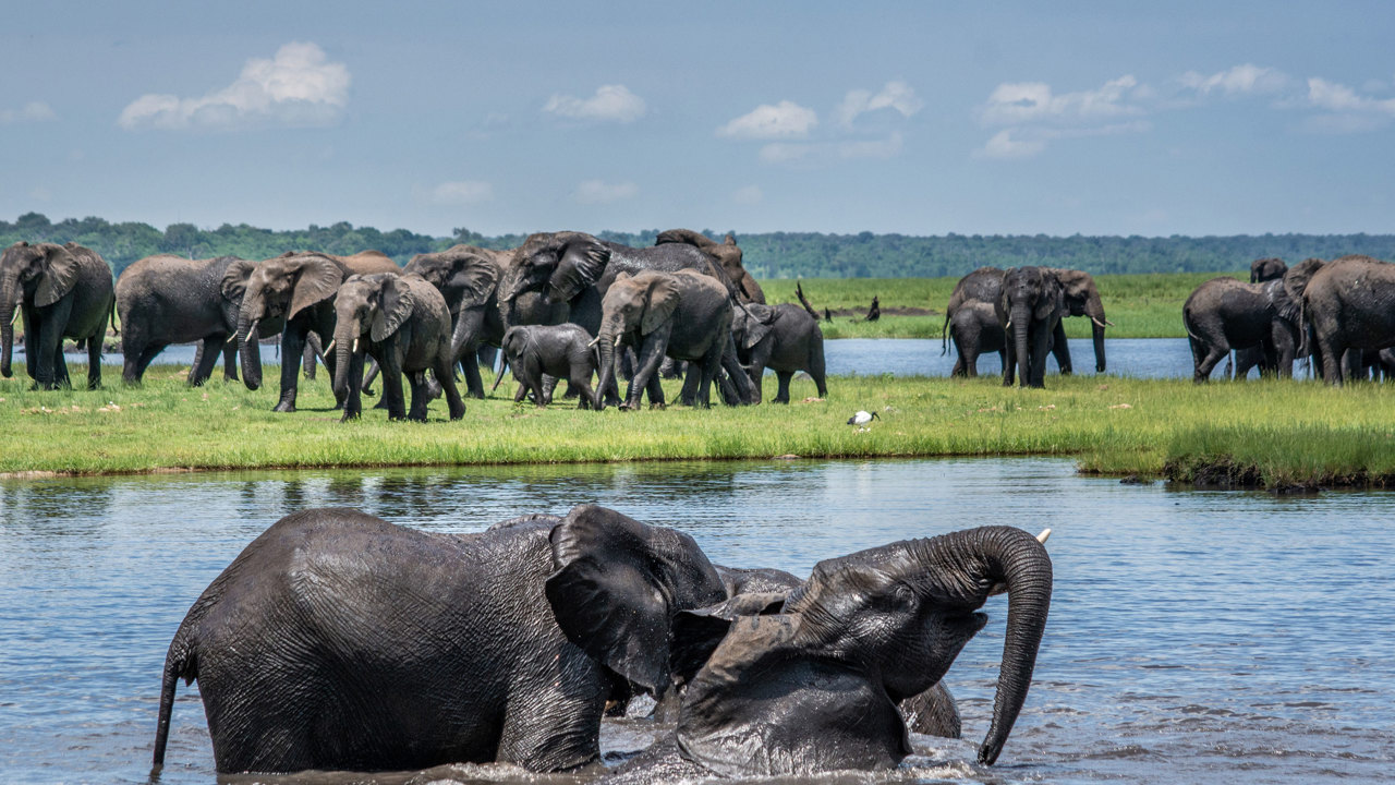 Chobe Boat Cruise01
