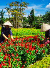 vietnam - dalat_blomstermarked_01