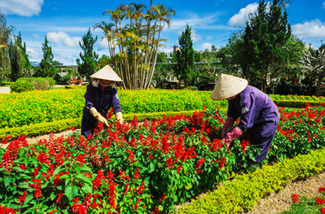 vietnam - dalat_blomstermarked_01