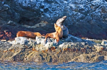galapagos_soeloeve_10