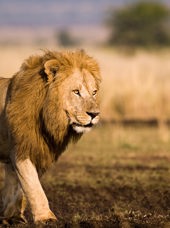 sydafrika - sydafrika_natur_loeve_03