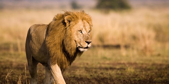 sydafrika - sydafrika_natur_loeve_03