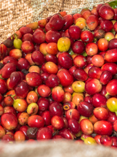 colombia - jerico_kaffe_01