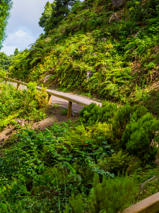Azorerne_skov_Sao miguel_01