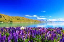 new zealand - mount cook_pukaki lake_blomster_01
