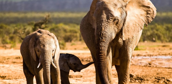 sydafrika - elephant national park_elefant_03