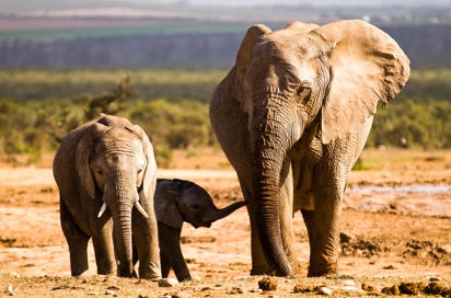 sydafrika - elephant national park_elefant_03