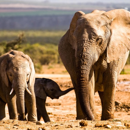 sydafrika - elephant national park_elefant_03