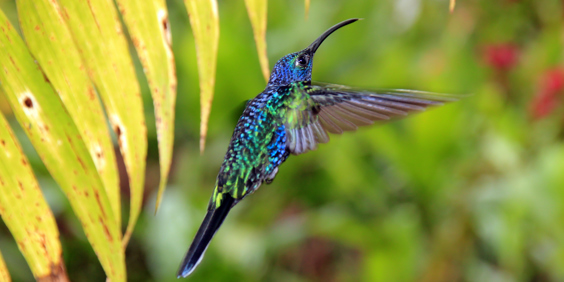 costa rica - monteverde_kolibri_02