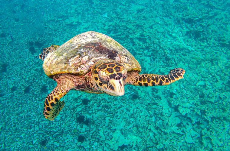 seychellerne - saint pierre island_skildpadde_01_slider