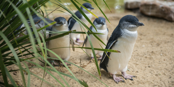 australien - philip island_pingvin_01