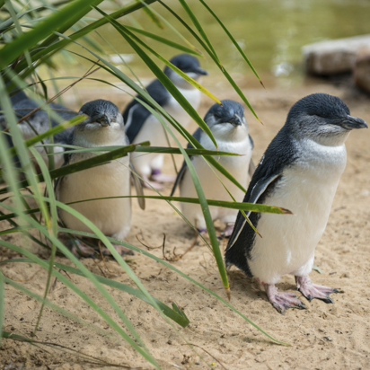 australien - philip island_pingvin_01