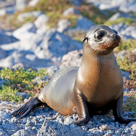 galapagos_soeloeve_06